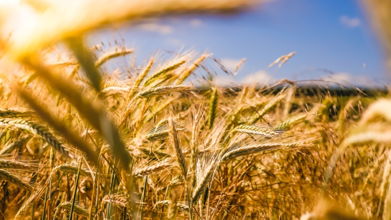 Servicios agrícolas